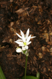 Allium ursinum RCP3-09 220.jpg